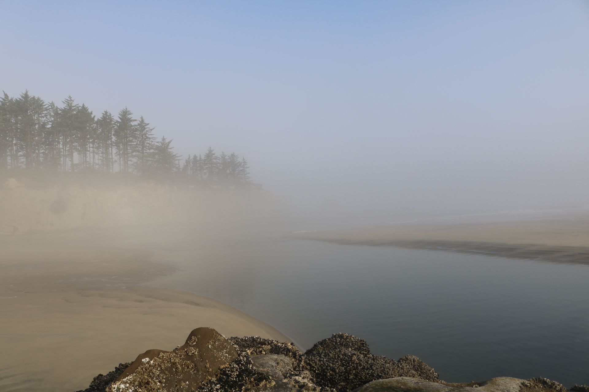 Misty shoreline forest at dawn